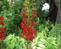 lobelia cardinalis 8-11b.jpg